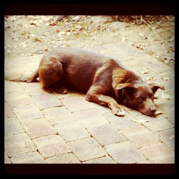 Molloy Island Red Dog