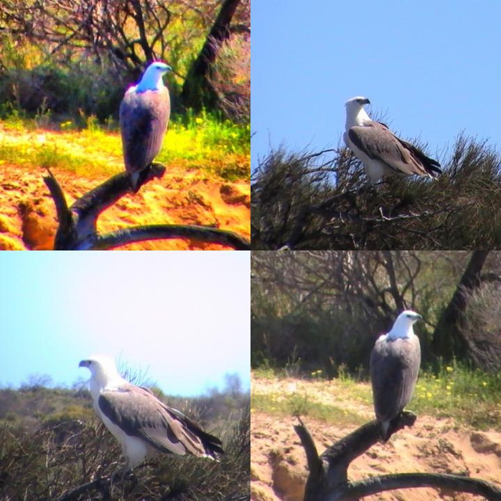 Sea Eagles Up Nth