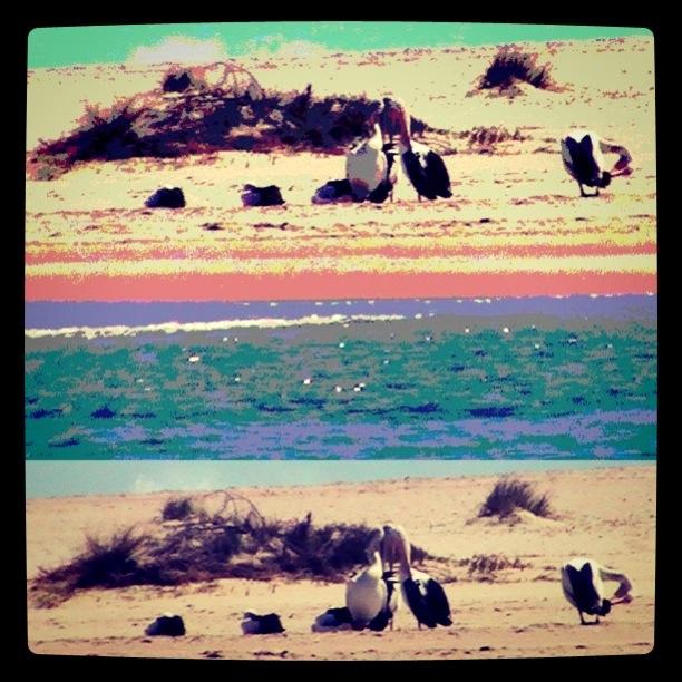 Pelicans Kalbarri