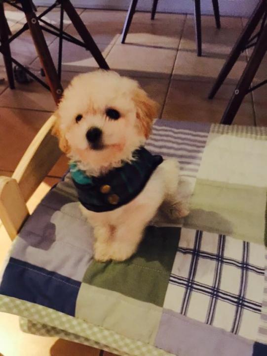 Jasper in coat on doll bed